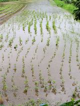 팜모닝 들깨·영농일지 게시글 이미지