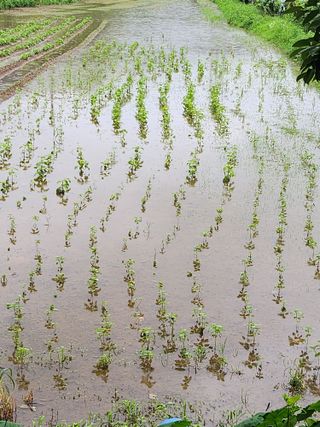 백화산지킴이산야초님의 들깨 · 영농일지 작성글 사진