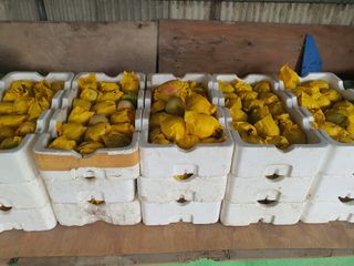 반시님의 복숭아 · 영농일지 작성글 사진