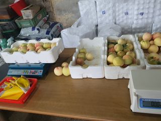 반시님의 복숭아 · 영농일지 작성글 사진