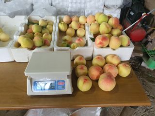 반시님의 복숭아 · 영농일지 작성글 사진