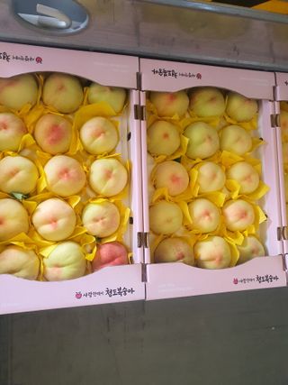 반시님의 복숭아 · 영농일지 작성글 사진