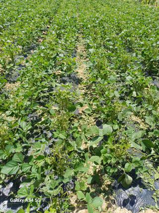 신창우님의 콩 · 영농일지 작성글 사진