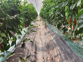 최은숙님의 고추 · 영농일지 작성글 사진