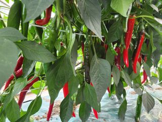 최은숙님의 고추 · 영농일지 작성글 사진