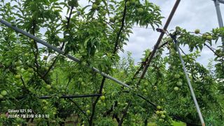 정귀영님의 자두 · 영농일지 작성글 사진