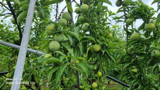 정귀영님의 자두 · 영농일지 작성글 사진