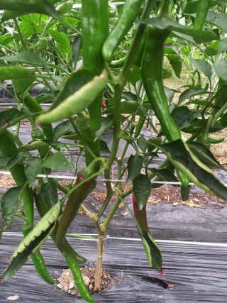 전북전주이영자님의 고추 · 영농일지 작성글 사진