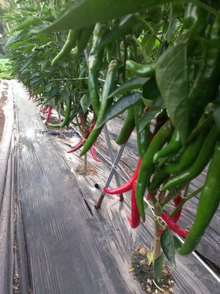 전북전주이영자님의 고추 · 영농일지 작성글 사진