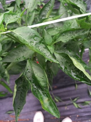 전북전주이영자님의 고추 · 영농일지 작성글 사진