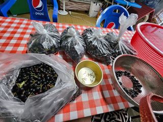 영진농장님의 자유주제 · 자유게시판 작성글 사진