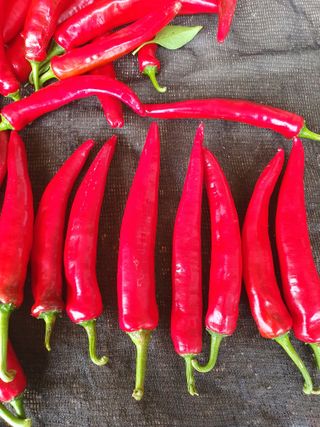 금강석님의 자유주제 · 자유게시판 작성글 사진