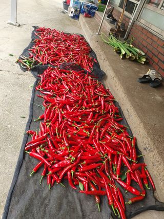 금강석님의 자유주제 · 자유게시판 작성글 사진