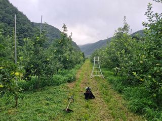 전락구님의 사과 · 영농일지 작성글 사진
