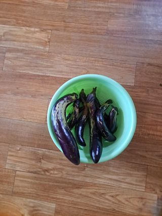 별과태양님의 기타작물 · 병해충상담 작성글 사진