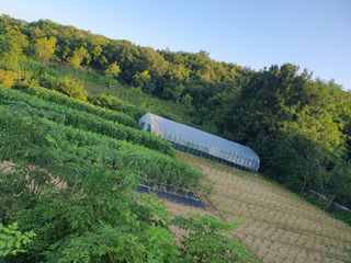김팔열님의 🌧️7월 내 작물 자랑하기 · 참여글 작성글 사진