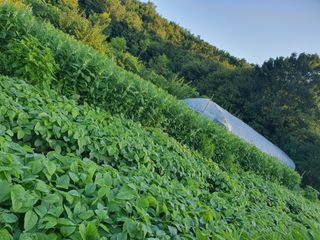 김팔열님의 🌧️7월 내 작물 자랑하기 · 참여글 작성글 사진