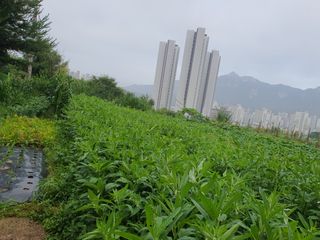 김팔열님의 🌧️7월 내 작물 자랑하기 · 참여글 작성글 사진