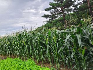 강정희님의 자유주제 · 자유게시판 작성글 사진