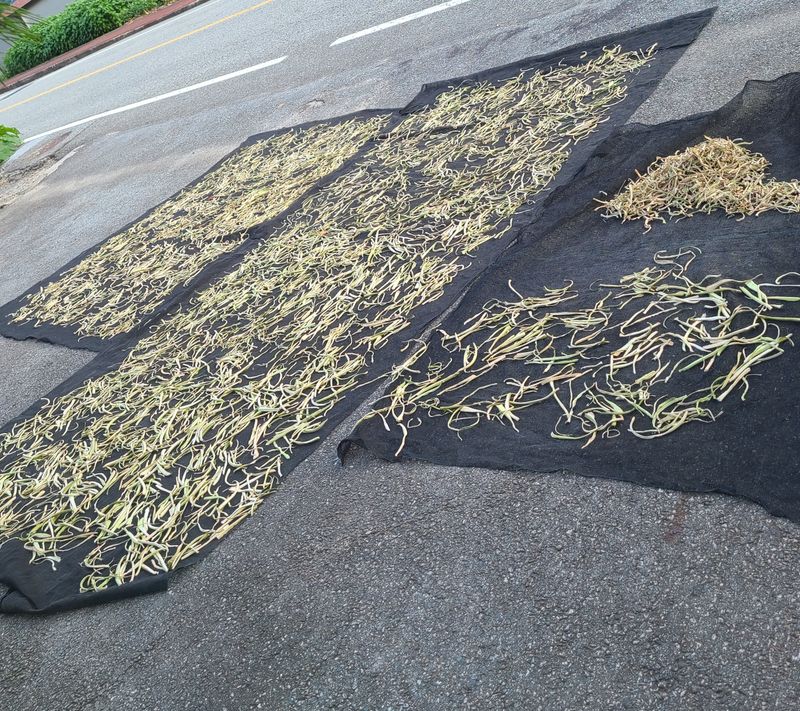 knlee님의 장터 판매 상품 [건 토란대 500g] 첨부 사진