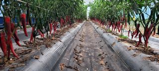 심기섭님의 고추 · 영농일지 작성글 사진