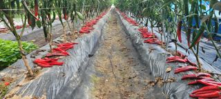 심기섭님의 고추 · 영농일지 작성글 사진