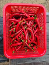 팜모닝 고추·영농일지 게시글 이미지