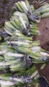 팜모닝 옥수수·영농일지 게시글 이미지