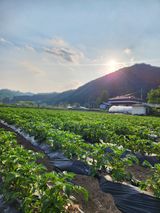 팜모닝 🌧️7월 내 작물 자랑하기·참여글 게시글 이미지