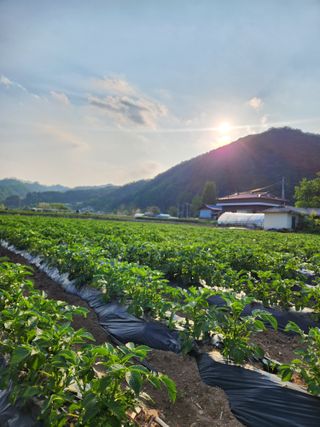 원주청년님의 🌧️7월 내 작물 자랑하기 · 참여글 작성글 사진