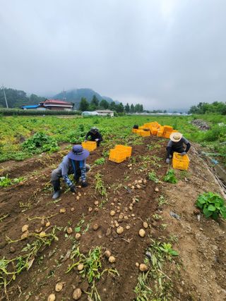 원주청년님의 🌧️7월 내 작물 자랑하기 · 참여글 작성글 사진
