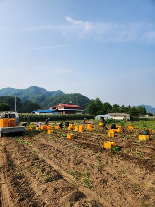 원주청년님의 🌧️7월 내 작물 자랑하기 · 참여글 작성글 사진