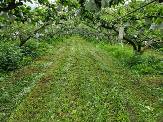 허재우님의 배 · 영농일지 작성글 사진