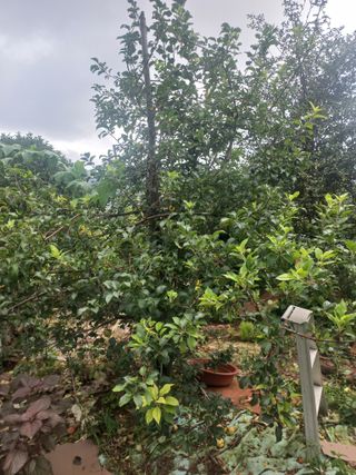 매실19924님의 사과 · 영농일지 작성글 사진