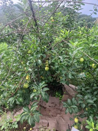 매실19924님의 사과 · 영농일지 작성글 사진