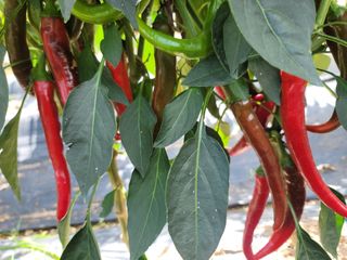 김순례님의 고추 · 영농일지 작성글 사진