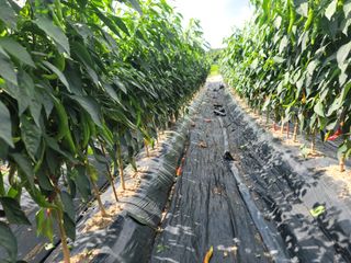 김순례님의 고추 · 영농일지 작성글 사진