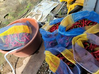 김순례님의 고추 · 영농일지 작성글 사진