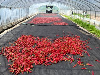 김순례님의 고추 · 영농일지 작성글 사진