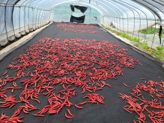 김순례님의 고추 · 영농일지 작성글 사진