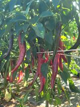 팜모닝 고추·영농일지 게시글 이미지