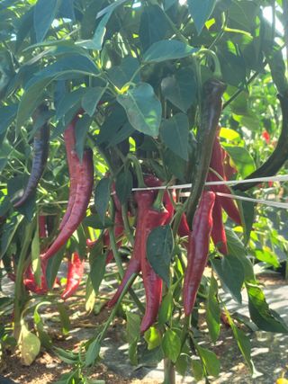 김문철님의 고추 · 영농일지 작성글 사진