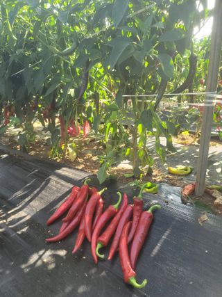 김문철님의 고추 · 영농일지 작성글 사진