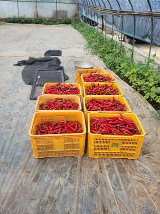 김문철님의 고추 · 영농일지 작성글 사진