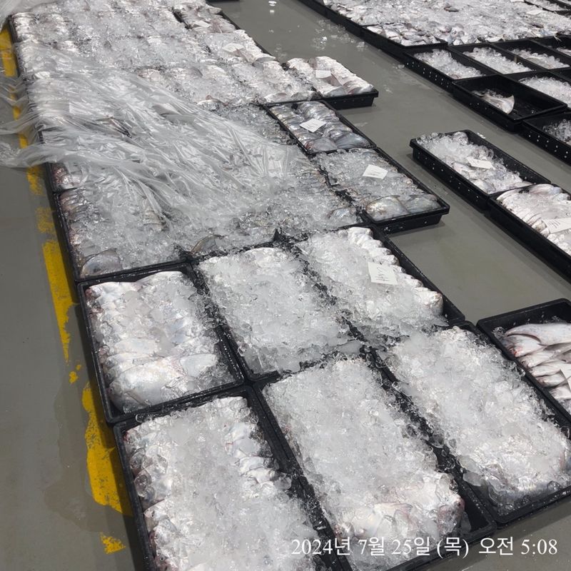 장터 상품 [횟감병어5마리] 썸네일