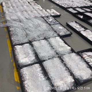 목포 물좋은수산님의 작성글 사진