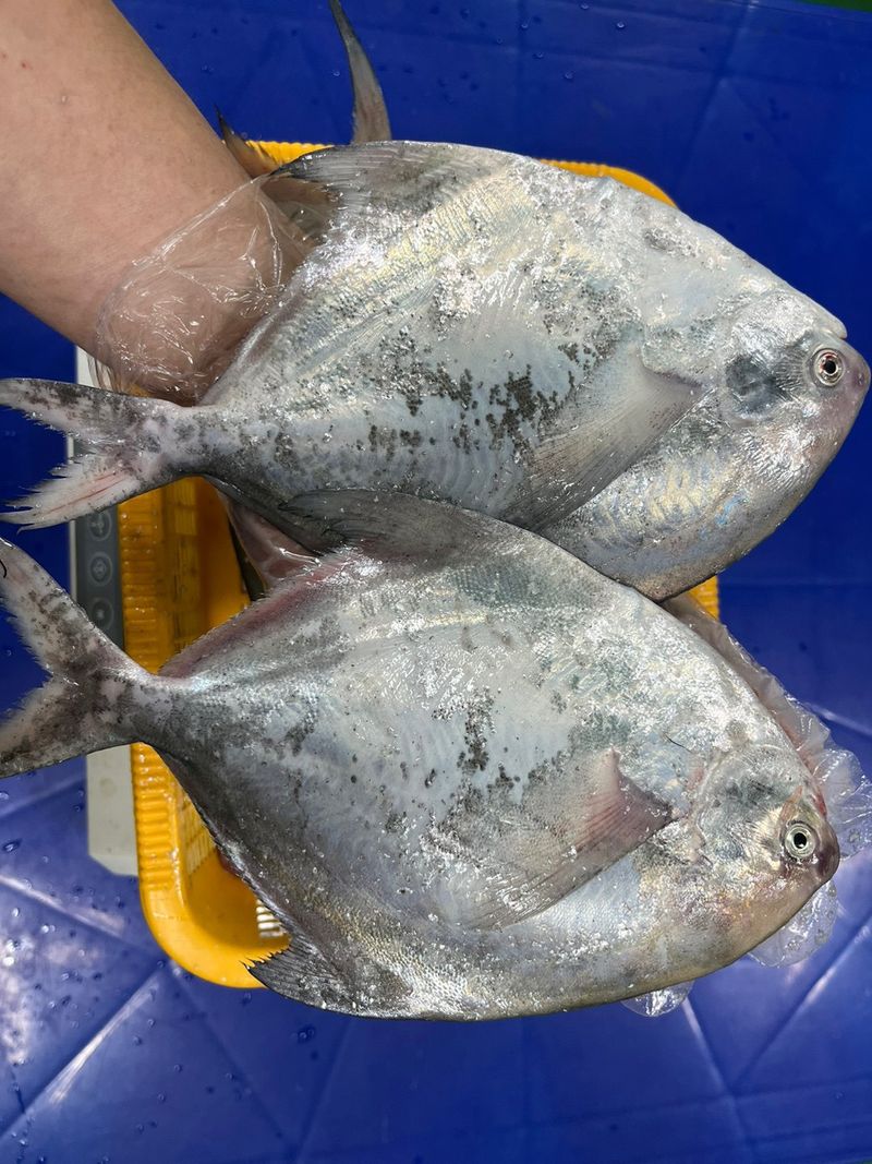 목포 물좋은수산님의 장터 판매 상품 [횟감병어5마리] 첨부 사진