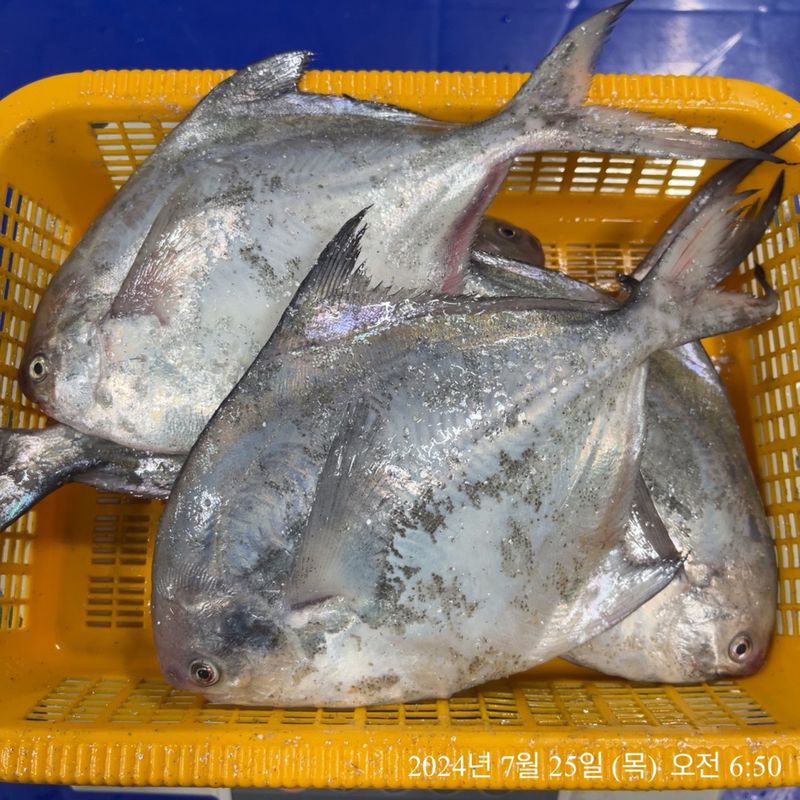 목포 물좋은수산님의 장터 판매 상품 [횟감병어5마리] 첨부 사진