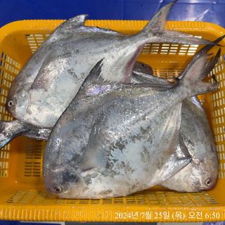 목포 물좋은수산님의 작성글 사진