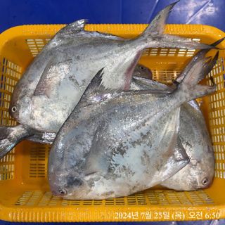 목포 물좋은수산님의 작성글 사진